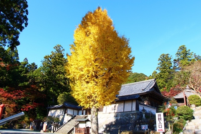 イチョウの木