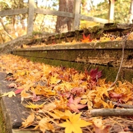 舞台と紅葉