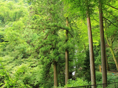 清涼≪養老乃滝≫