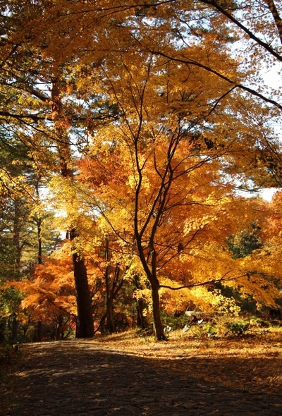 舞台と紅葉