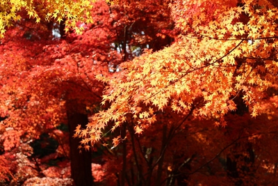 森林公園続き