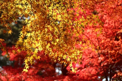 森林公園続き