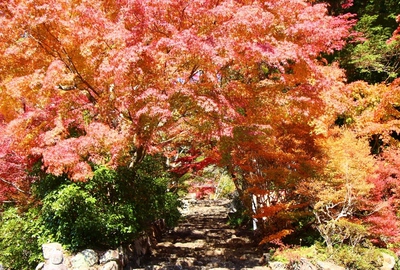 方広寺の紅葉