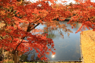 岡崎城の紅葉
