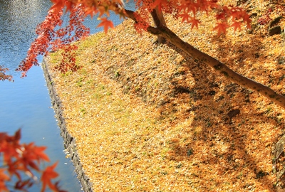 岡崎城の紅葉