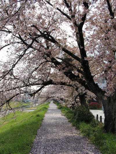 佐奈川堤桜2017