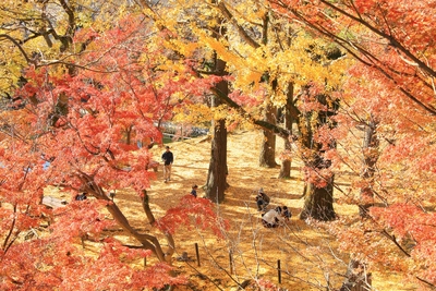岡崎城の紅葉