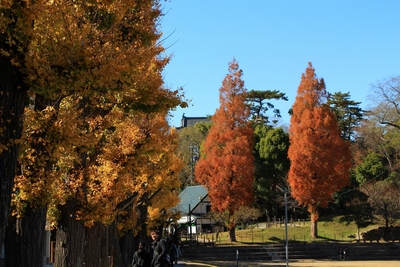岡崎城周辺の紅葉