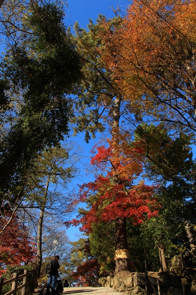 岡崎城周辺の紅葉