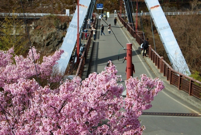 信州高遠美術館桜2017