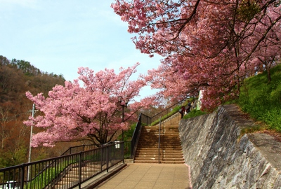 信州高遠美術館桜2017