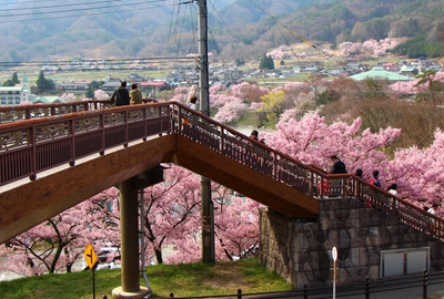 信州高遠美術館桜2017