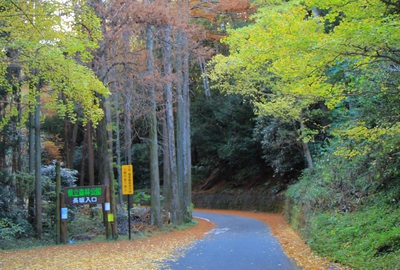 森林公園の黄葉