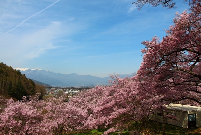 信州高遠美術館桜2017