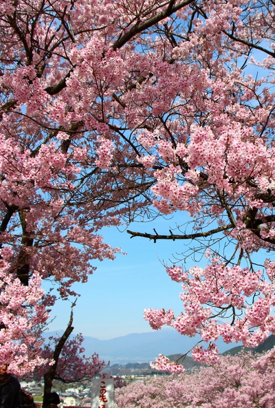 信州高遠美術館桜2017