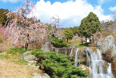 ２０２０桜≪奥山しだれ梅≫