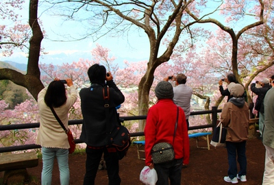 高遠城址公園入場2017