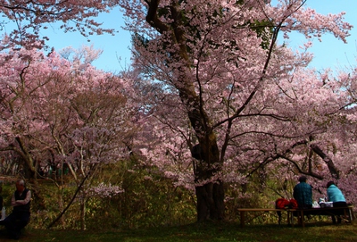 高遠城址公園入場2017