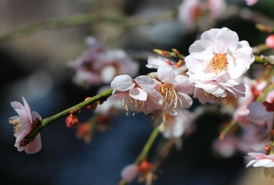 ２０２０桜≪奥山しだれ梅≫