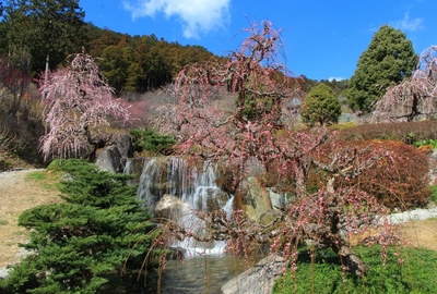２０２０桜≪奥山しだれ梅≫