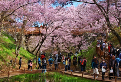 桜雲橋桜2017