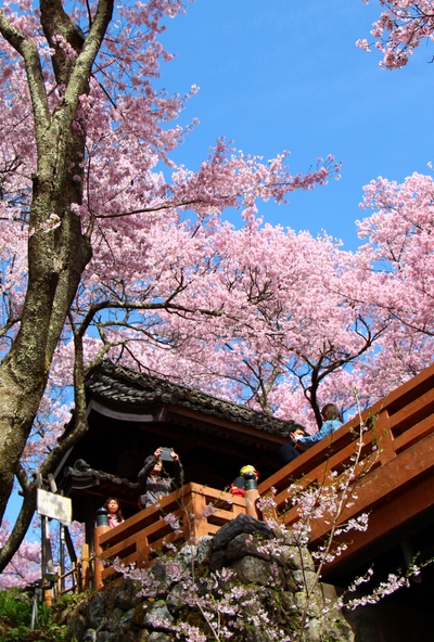 桜雲橋桜2017