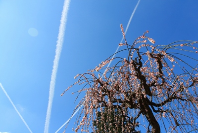 ２０２０桜≪奥山しだれ梅≫