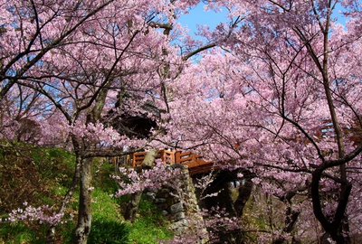 桜雲橋桜2017