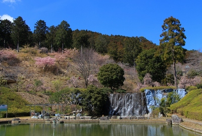 ２０２０桜≪奥山しだれ梅≫
