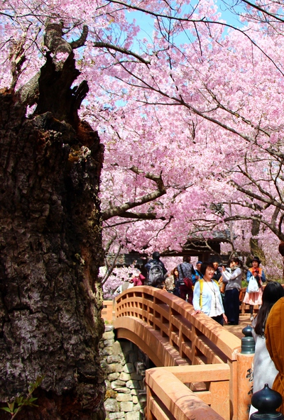 桜雲橋桜2017