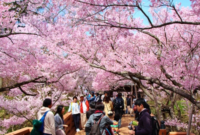 桜雲橋桜2017