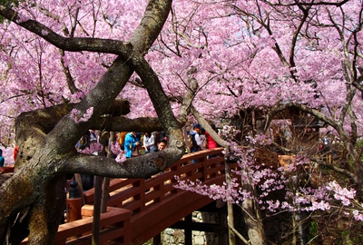 桜雲橋桜2017