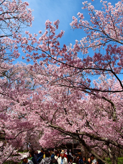 桜雲橋桜2017