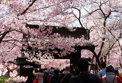 桜雲橋桜2017