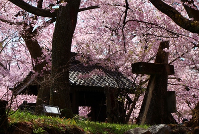 桜雲橋桜2017