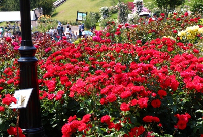 島田バラの丘公園