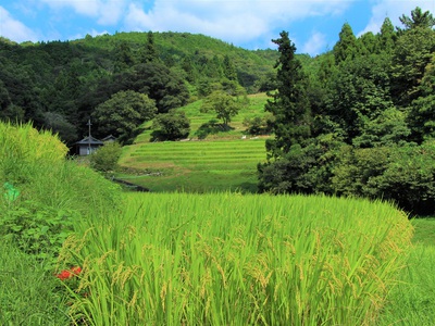 久留米木の棚田