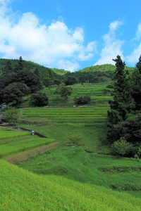 久留米木の棚田