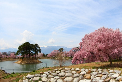 六道の堤桜2017