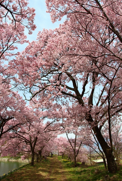 六道の堤桜2017