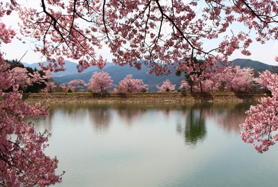 六道の堤桜2017