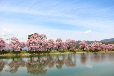 六道の堤桜2017