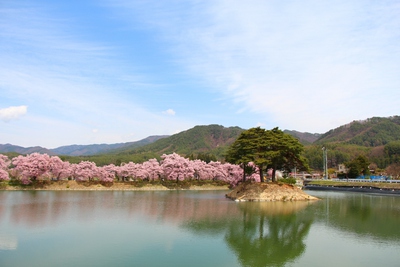 六道の堤桜2017