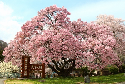 美和湖ダム桜2017
