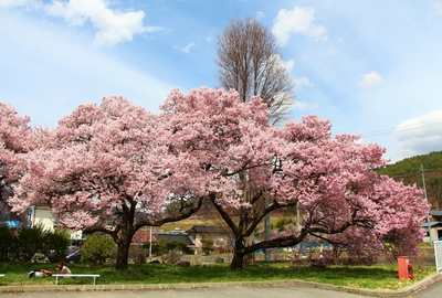 美和湖ダム桜2017