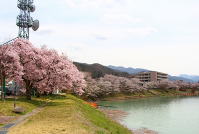美和湖ダム桜2017