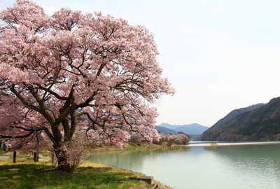 美和湖ダム桜2017