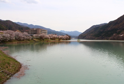美和湖ダム桜2017