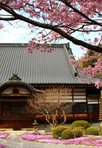 蓮華寺桜2017