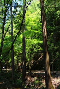 阿寺の七滝